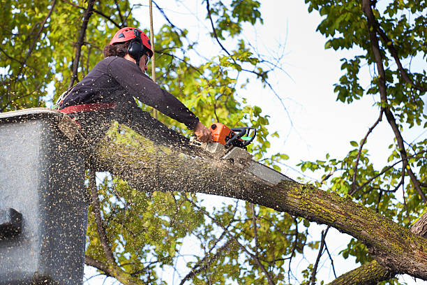 Best Tree Health Inspection  in Ferrysburg, MI