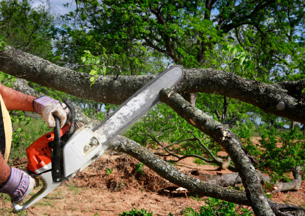 Best Lawn Grading and Leveling  in Ferrysburg, MI